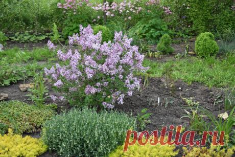 Всё, что я знаю, о сирени Мейера | Сад в Ростове-на-Дону | Дзен