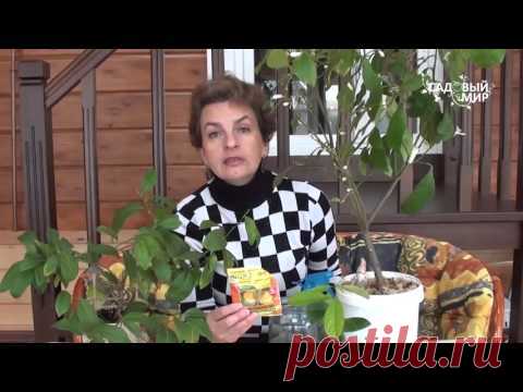 Чем подкормить комнатный лимон и мандарин. Сайт 