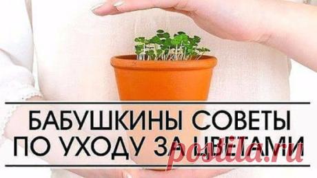 6 БАБУШКИНЫХ СОВЕТОВ ПО УХОДУ ЗА ЦВЕТАМИ 
Совет 1. 
Зимой и осенью цветы нужно поливать утром. Летом и весной – вечером. 
Совет 2. 
Опрыскивать цветы нужно рано утром или вечером. В опрыскиватель заливают горячую воду, при распылении она остывает. 
Совет 3. 
Секрет яркой и сочной окраски листьев – в опрыскивании с добавлением камфарного спирта. Приблизительно 2-4 капли на 1 литр воды. 
Совет 4. 
В цветочный горшок засыпать слой земли, положить рыбью голову, опять засыпать землей и сажать