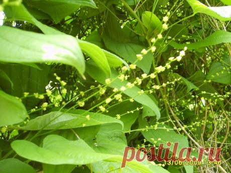 (Dioscorea caucasica Lipsky) многолетняя травянистая лиана. Отвар и порошок из корневищ обладает антисклеротическим, гипотензивным, мочегонным действием, и уменьшают свёртываемость крови. В корневищах диоскореи содержится до 10 % сапонинов, составляющих основу препарата диоспонина.