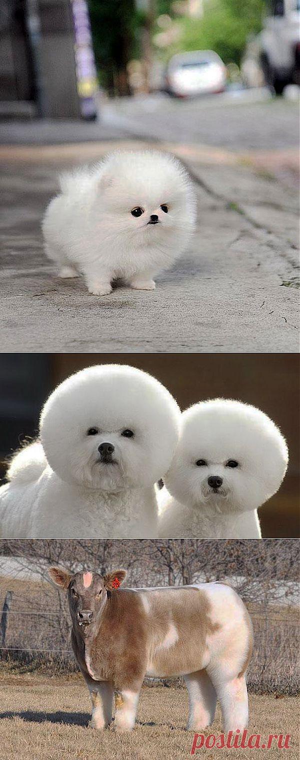 10 самых пушистых животных | ТАЙНЫ  ПЛАНЕТЫ  ЗЕМЛЯ