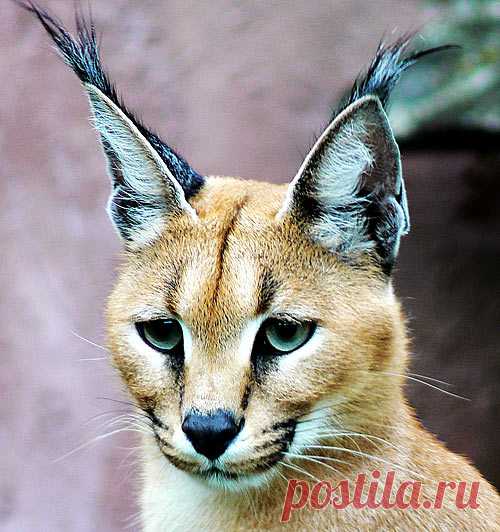 Caracal - Precision Black Ears, Bird Hunter | Animal Pictures and Facts | FactZoo.com