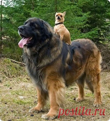 Мой Мир@Mail.Ru