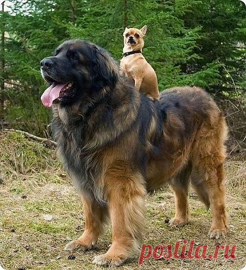 Мой Мир@Mail.Ru