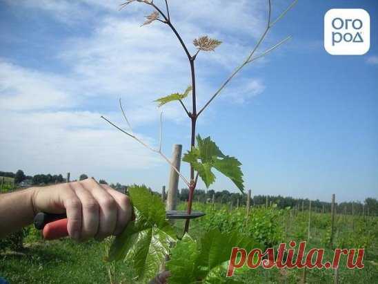 5 ОШИБОК  ПРИ ОБРЕЗКЕ ВИНОГРАДА
Сохраните, чтобы не потерять!
1. Подстригание верхушек Вспомните, как ведет себя женщина в парикмахерском кресле. Ей жалко каждого сантиметра своих локонов. Не дай бог, парикмахер сострижет лишнего!.. Точно так же многие начинающие виноградари жалеют 