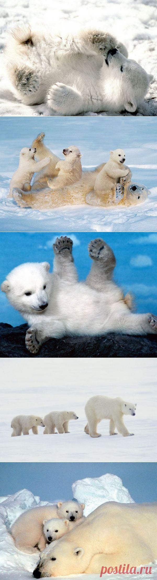 День полярного медведя