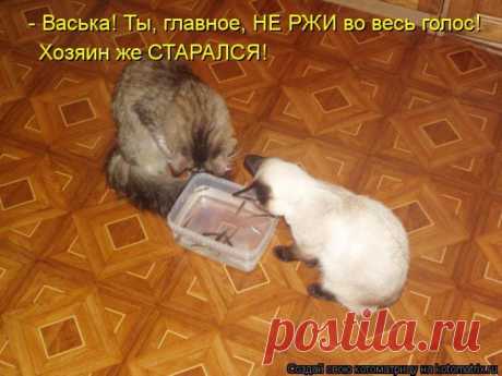 Немного позитива от пушистиков и Михалыча! | 5минутка