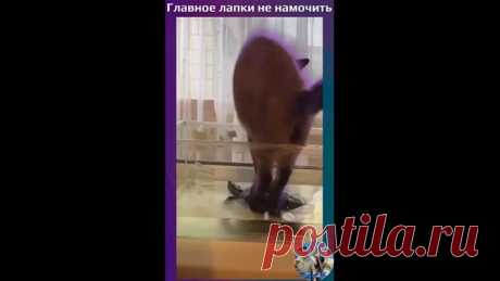 Главное лапки не намочить