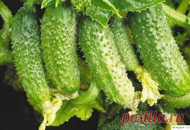 Молоко для огурца

На вашей грядке с огурцами появилась черная тля. Листья скрючиваются, засыхают. Затем погибают и плети. Раствор мыла практически не помогает. И древесная зола не дает желаемых результатов.

Попробуйте следующий состав: 1 литр свежего молока и 1 столовую ложку йода (йодистого калия) хорошо взбить, а полученную эмульсию растворить в 10 л воды. При помощи опрыскивателя побрызгать огурцы.