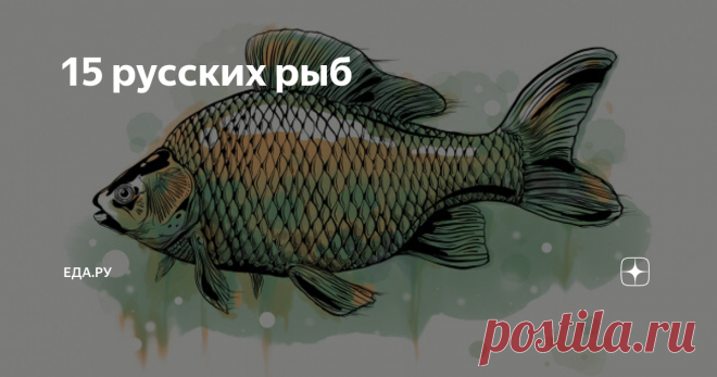 15 русских рыб ОТ КАРПА И ЩУКИ ДО ТРЕСКИ И НАВАГИ — КАК С НИМИ ПОСТУПАТЬ
Примерно три года назад мы запустили серию материалов вместе с фестивалем «Русская рыба», который устраивает «Рыбные недели» в Москве.
История эта запустилась после того, как Россия ввела эмбарго на поставки продовольствия из Европы, США и некоторых других стран. Оно коснулось и рынка рыбы и морепродуктов.
Но мы сделали бы эту серию, даже