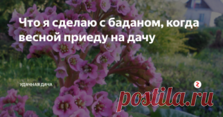 Что я сделаю с баданом, когда весной приеду на дачу Думаю, ни за что не догадаетесь. Наверняка скажете, что прополю, прорыхлю, удобрю...
