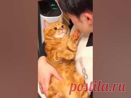 Cat 🥰😍😘😻 #cat #cats #cute #funnycat #funnycats #cutecat #funnymoments #cutecat #kitten #kittens #catvideo #catsvideo #catfunnyvideo #catsfunnyvideos #catlover #catlov...