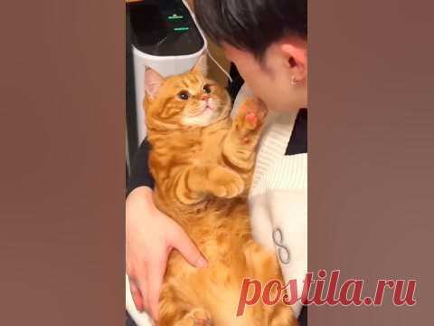 Cat 🥰😍😘😻 #cat #cats #cute #funnycat #funnycats #cutecat #funnymoments #cutecat #kitten #kittens #catvideo #catsvideo #catfunnyvideo #catsfunnyvideos #catlover #catlov...