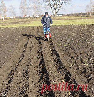 Урожай раннего картофеля « Все о картофеле