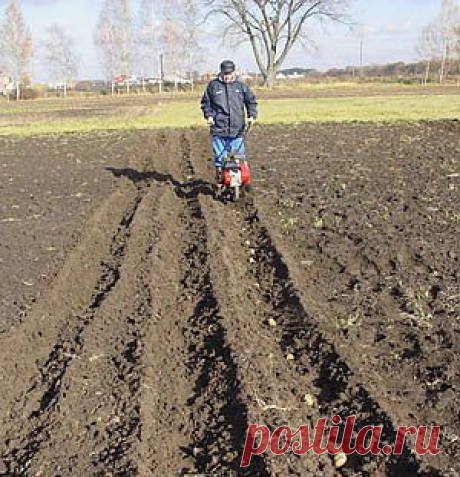 Урожай раннего картофеля « Все о картофеле