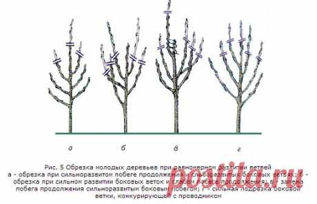 Обрезка и подкормка деревьев осенью