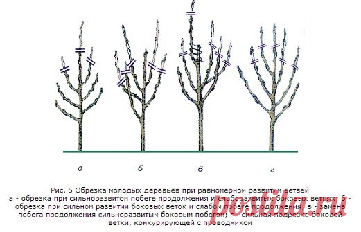 Обрезка и подкормка деревьев осенью