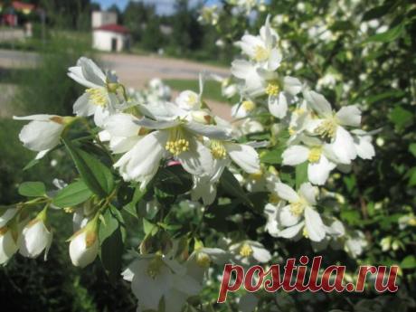 Школа садоводов Андрея Туманова
татьяна филимонова   ЖАСМИН