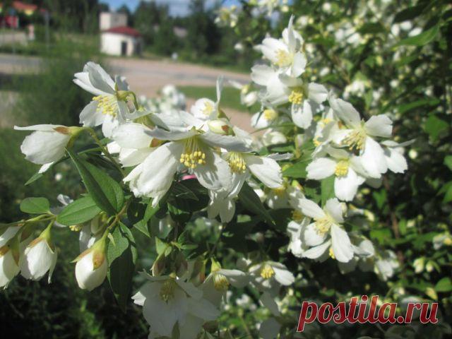 Школа садоводов Андрея Туманова
татьяна филимонова   ЖАСМИН