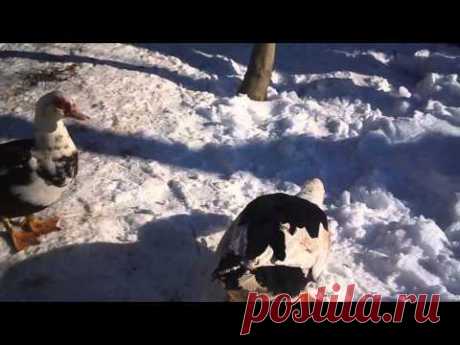 Зимовка мускусных уток