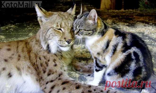 Усатые подружки