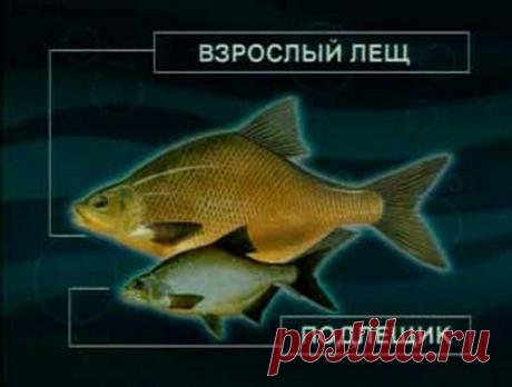 ​Что за рыба - подлещик