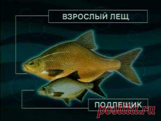 ​Что за рыба - подлещик