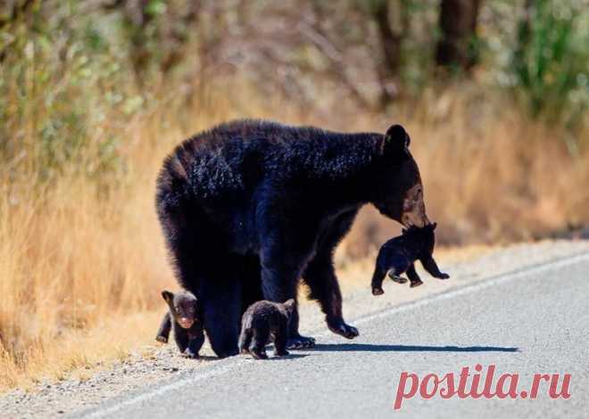 Экология: береги природу! | Животные и растения
