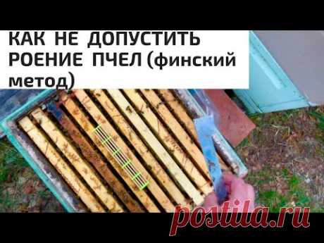 КАК НЕ ДОПУСТИТЬ РОЕНИЕ ПЧЁЛ-ФИНСКИЙ МЕТОД