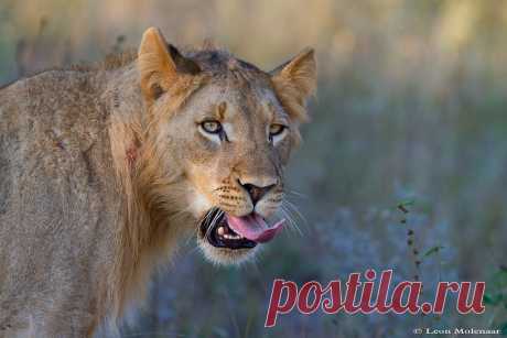 "Your turn will come........." Wild South Africa Kruger National Park  Young male lion licking his lips, I guess?