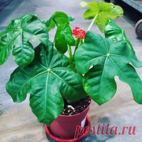 Комнатное растение Ятрофа (Jatropha). Ятрофа - достаточно редкое в комнатной культуре растение, привлекающее внимание своими оригинальными соцветиями цвета красного коралла. Один из видов (J.podagrica) известен как достаточно неприхотливое &quot;бутылочное дерево&quot;. Такое название возникло благодаря утолщенному стволу растения, в котором хранится запас воды. В зимнее время такой ствол лишен листьев и смотрится чрезвычайно декоративно. Второй вид, встречающийся в продаже - ятрофа мультифида.