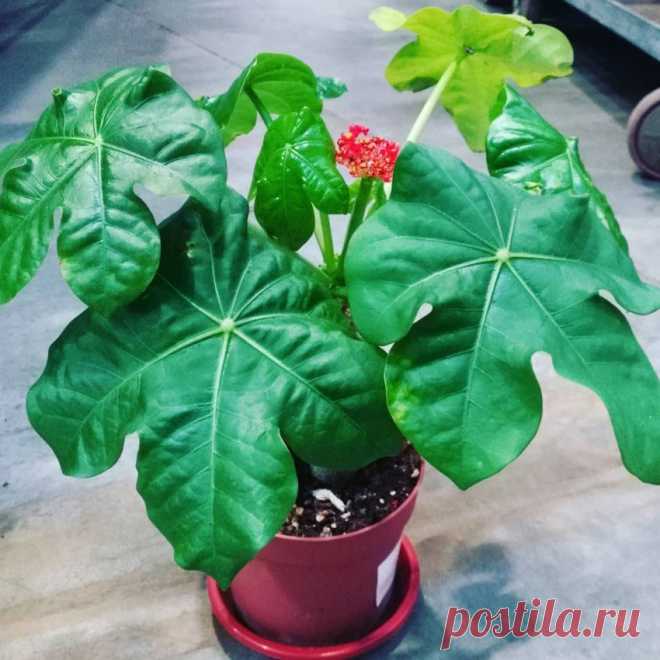Комнатное растение Ятрофа (Jatropha). Ятрофа - достаточно редкое в комнатной культуре растение, привлекающее внимание своими оригинальными соцветиями цвета красного коралла. Один из видов (J.podagrica) известен как достаточно неприхотливое "бутылочное дерево". Такое название возникло благодаря утолщенному стволу растения, в котором хранится запас воды. В зимнее время такой ствол лишен листьев и смотрится чрезвычайно декоративно. Второй вид, встречающийся в продаже - ятрофа мультифида.