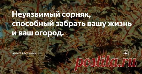 Неуязвимый сорняк, способный забрать вашу жизнь и ваш огород.