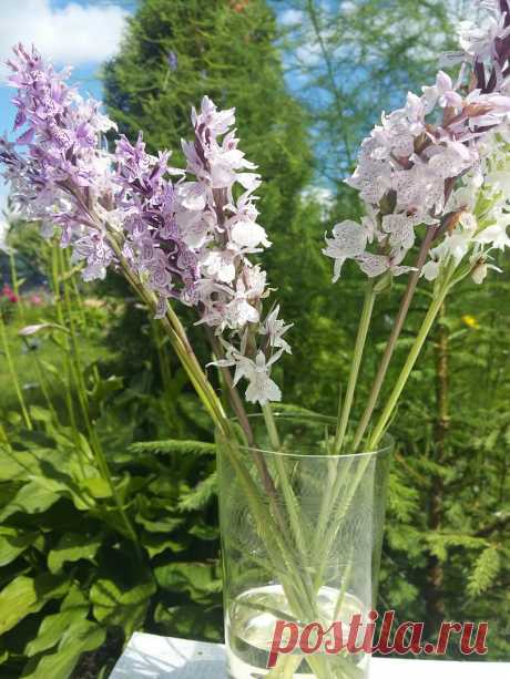 Кукушкиными слезами стали называть ятрышник в соответствии с одной легендой, гласящей, что в давние времена жених с невестой забыли пригласить на свадьбу одного колдуна. Тот настолько обиделся и разозлился на молодых, что превратил всех мужчин в волков, женщин сделал сороками, а невесту кукушкой, которая с тех пор летает по лесу, ищет среди волков своего жениха и плачет. Легенда о растении кукушкины слезы гласит, что в местах произрастания этого цветка пролетала заколдован...