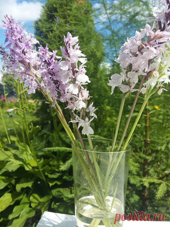 Кукушкиными слезами стали называть ятрышник в соответствии с одной легендой, гласящей, что в давние времена жених с невестой забыли пригласить на свадьбу одного колдуна. Тот настолько обиделся и разозлился на молодых, что превратил всех мужчин в волков, женщин сделал сороками, а невесту кукушкой, которая с тех пор летает по лесу, ищет среди волков своего жениха и плачет. Легенда о растении кукушкины слезы гласит, что в местах произрастания этого цветка пролетала заколдован...