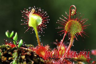 Фитотерапия от «А» до «Я». Выпуск № 6 | Полезные инструкции от aif.ru