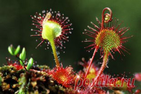 Фитотерапия от «А» до «Я». Выпуск № 6 | Полезные инструкции от aif.ru