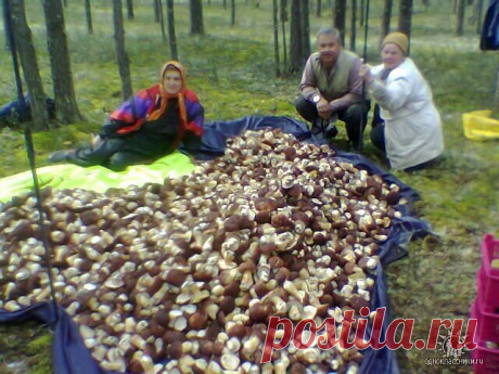 (82) Одноклассники