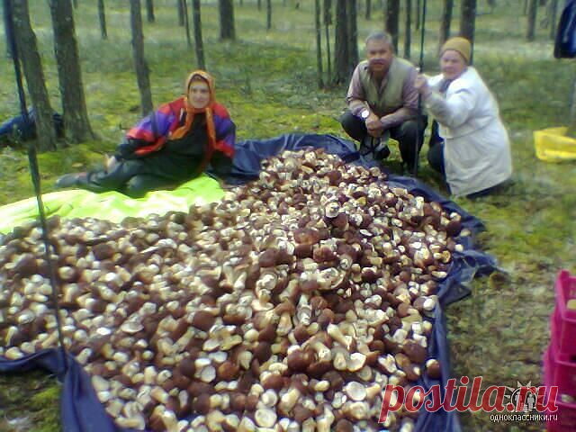 (82) Одноклассники