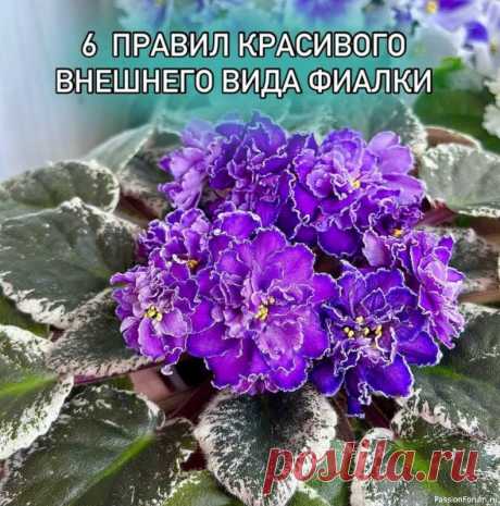 6 правил красивого внешнего вида фиалки Школа цветоводства. Наш дом всегда в цветах.19 ноя 2024✅ Правильно подобратьобъем горшка (обычно минимальные 50гр, максимальные 200гр).✅ Легкий грунт (фиалки любят рыхлый субстрат, чтоб хорошо пропускал влагу).✅ Полив (в идеале фитильный).✅ Освещение — 8-12 часов хорошего...