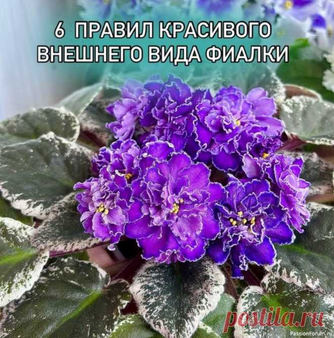 6 правил красивого внешнего вида фиалки Школа цветоводства. Наш дом всегда в цветах.19 ноя 2024✅ Правильно подобратьобъем горшка (обычно минимальные 50гр, максимальные 200гр).✅ Легкий грунт (фиалки любят рыхлый субстрат, чтоб хорошо пропускал влагу).✅ Полив (в идеале фитильный).✅ Освещение — 8-12 часов хорошего...