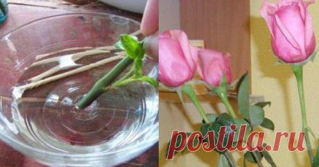 Как вырастить розу из срезанного цветка: 3 проверенных способа! Как укоренить и вырастить розу из срезанного цветка: 3 проверенных способа. Делимся ценной информацией: образование корней натуральными стимуляторами.