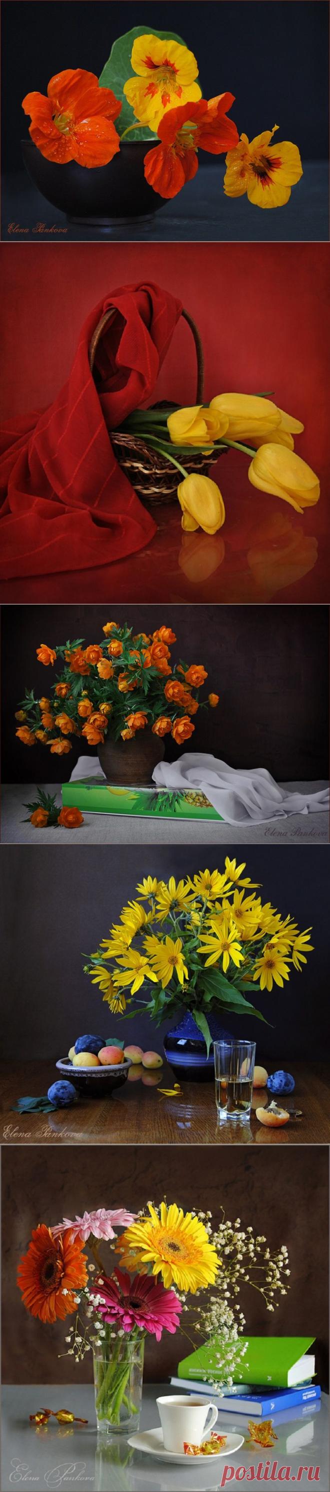 Яркие натюрморты Елены Панковой.== Каждый день должен содержать
яркий поступок.
Пусть даже самый нелепый.
Пусть даже это будет желтый шарф,
завязанный на березе.

Йозеф Эметс