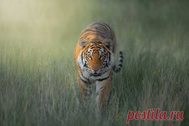 Touched by the light Working my way through my image library is like a treasure hunt. This one is from a folder from 2014 that I have never had the time to properly look at before. It was shot on our famous Tigers & Leopards tour where we had some great encounters with tiger cubs in perfect conditions.  Marsel | squiver.com