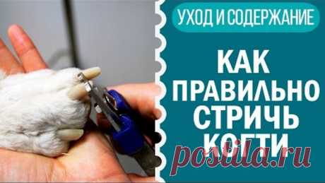 Чихуахуа уход за когтями (Чихуахуа советы от Софи: как стричь когти собаке видео)