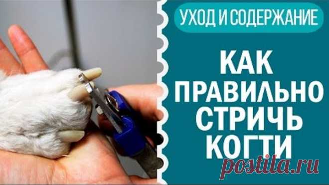 Чихуахуа уход за когтями (Чихуахуа советы от Софи: как стричь когти собаке видео)