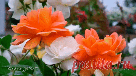 Мой Мир@Mail.Ru