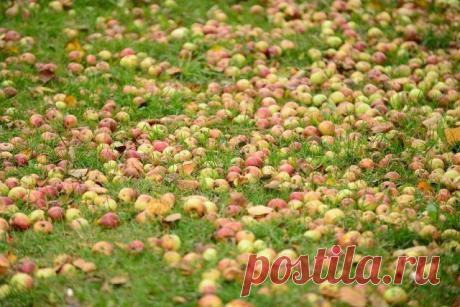 Нужно ли убирать растительные остатки из сада и огорода осенью? | Почва и плодородие (Огород.ru)