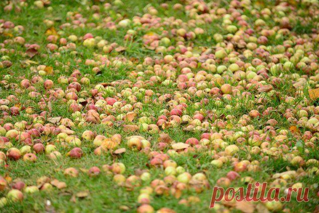 Нужно ли убирать растительные остатки из сада и огорода осенью? | Почва и плодородие (Огород.ru)