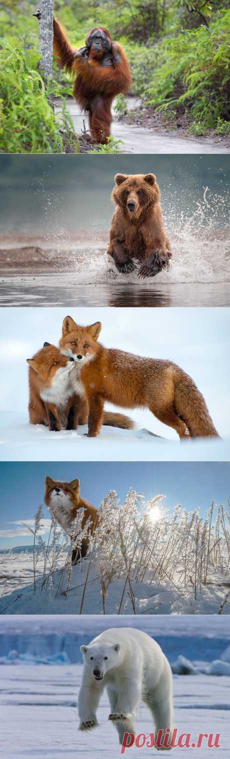 Интересная подборка животных.